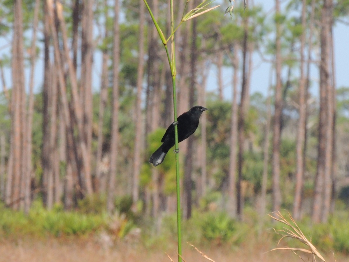 Red-winged Blackbird - ML625199448