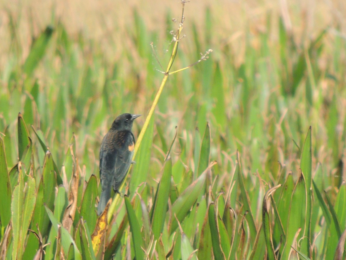 Red-winged Blackbird - ML625199449