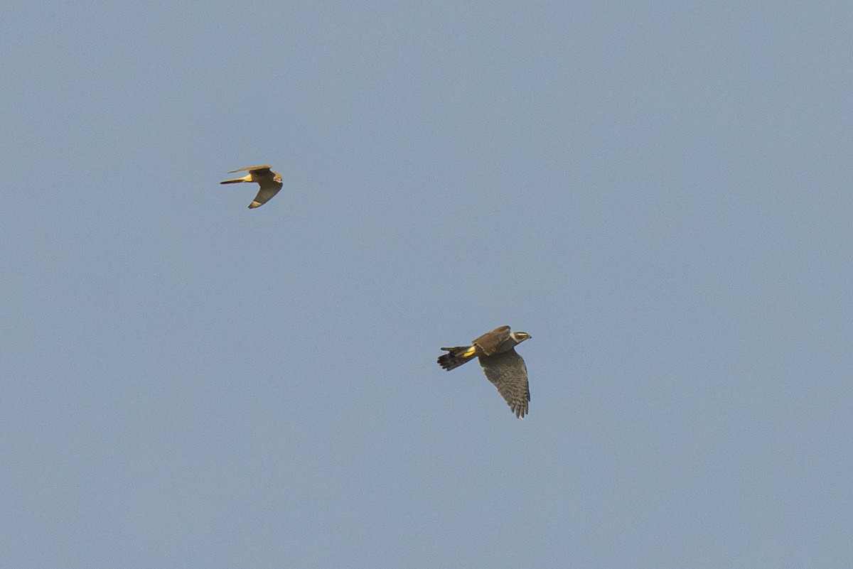 Eurasian Goshawk - ML625199541