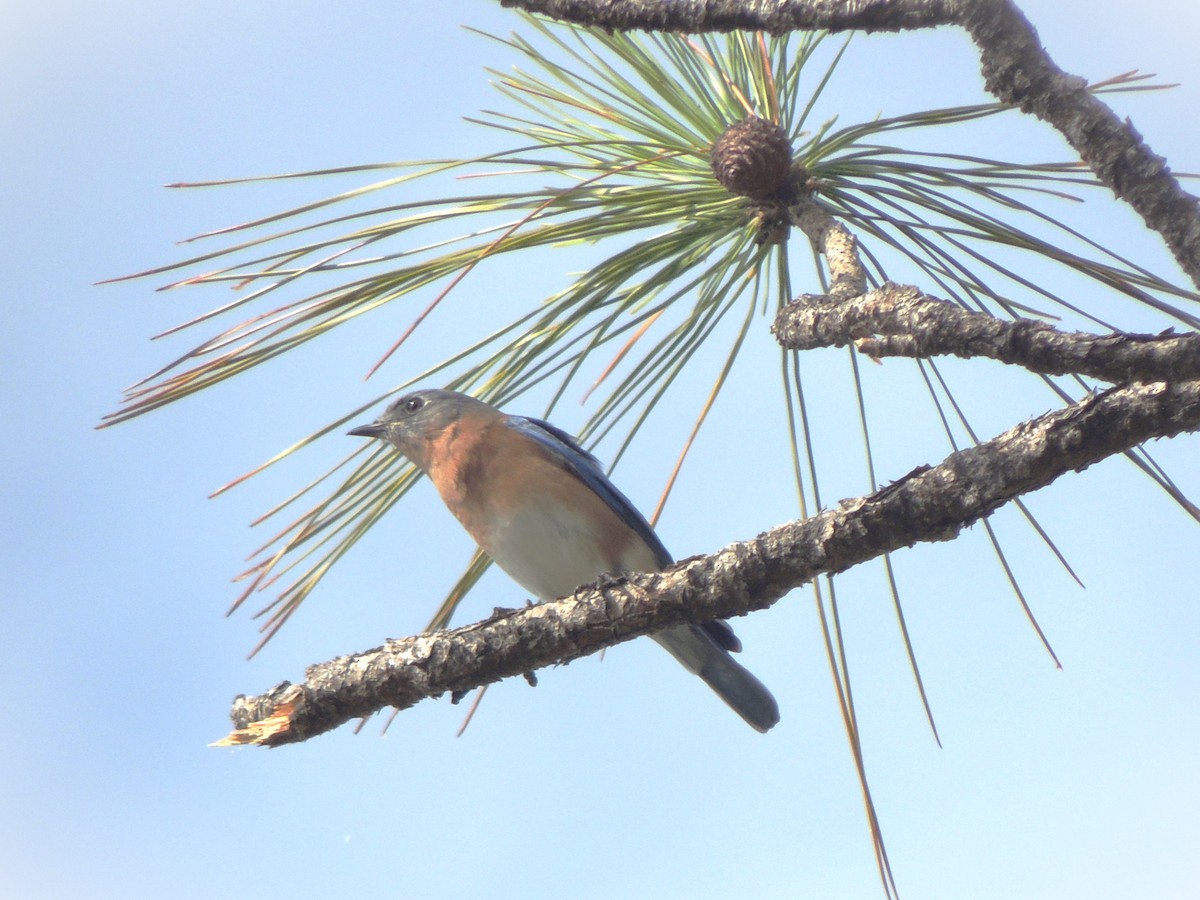 Eastern Bluebird - ML625199663