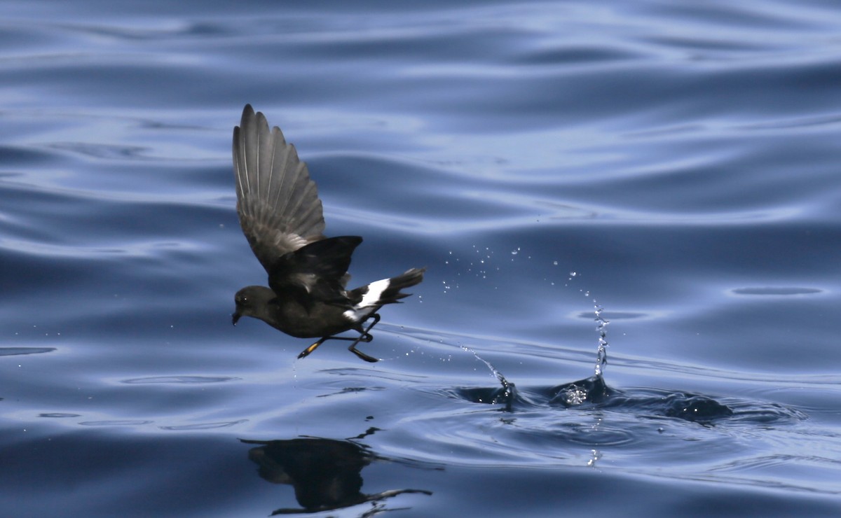 Wilson's Storm-Petrel - ML625199763