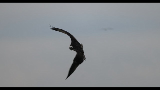 Balbuzard pêcheur (carolinensis) - ML625199840