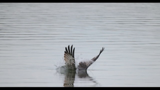 Balbuzard pêcheur (carolinensis) - ML625199846
