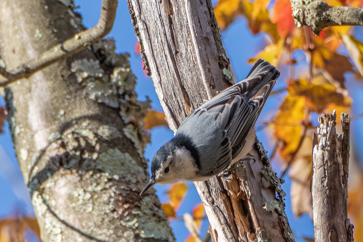 White-breasted Nuthatch - ML625199879