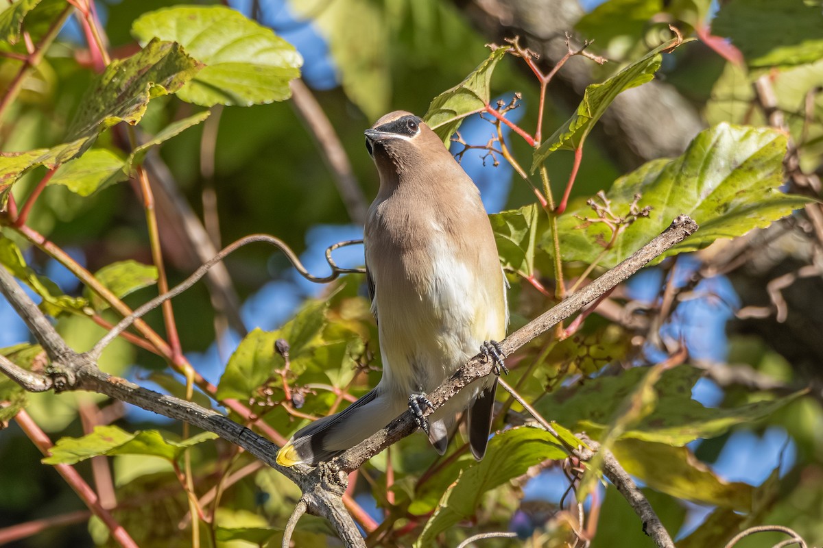 Cedar Waxwing - ML625199894