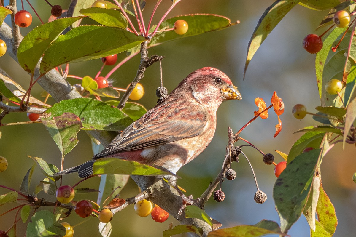 Purple Finch - ML625199901