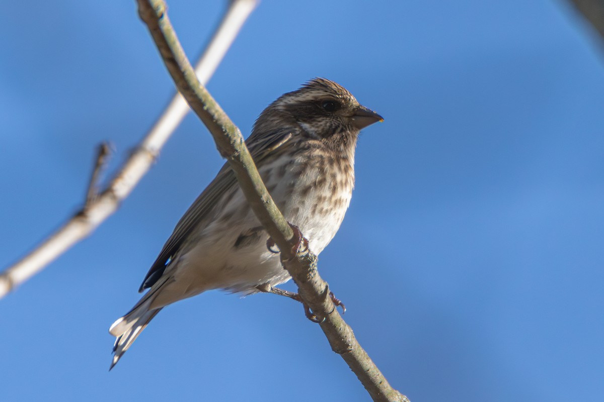 Purple Finch - ML625199903