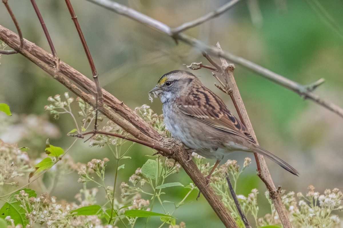 White-throated Sparrow - ML625199915