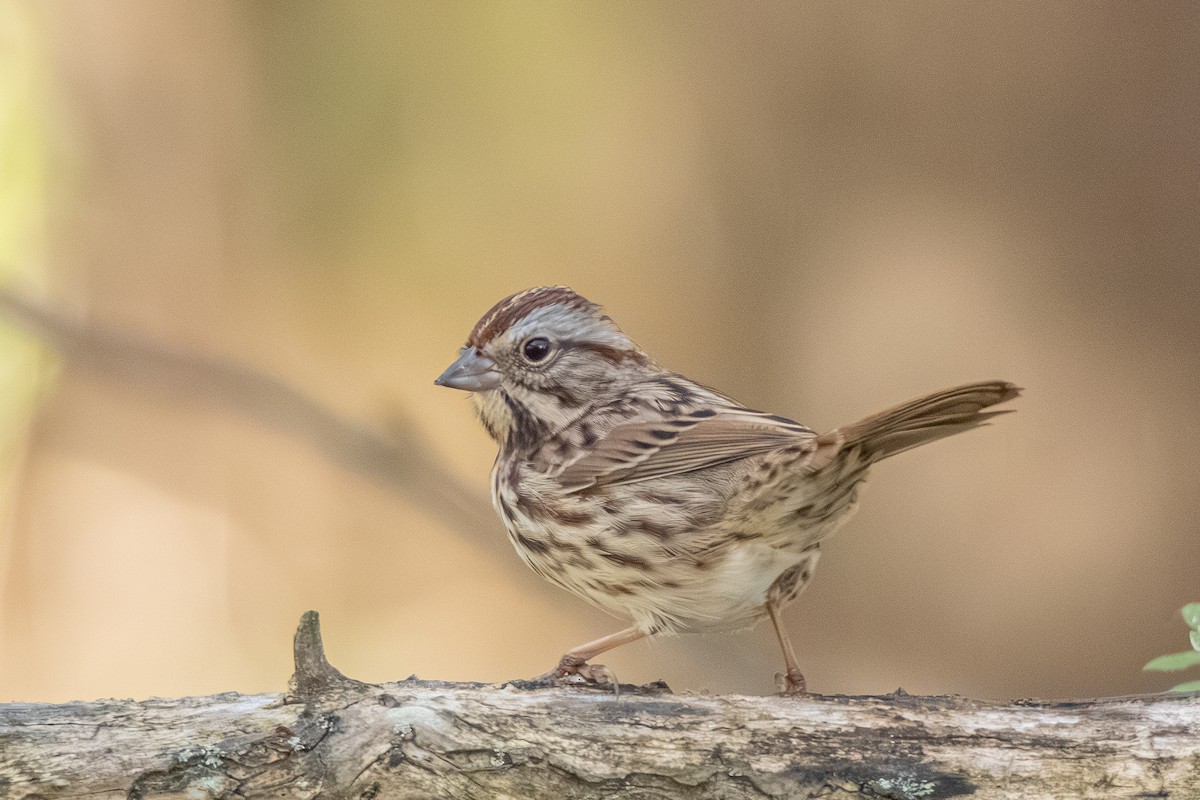 Song Sparrow - ML625199920