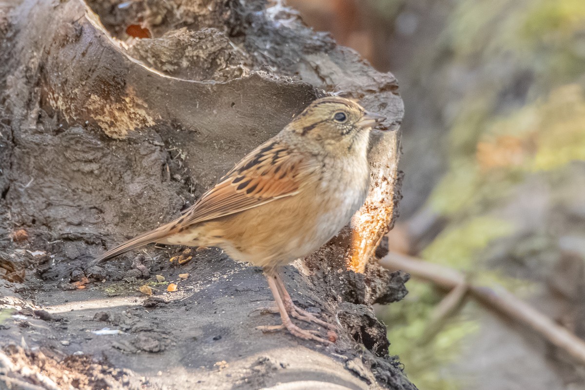 Swamp Sparrow - ML625199927