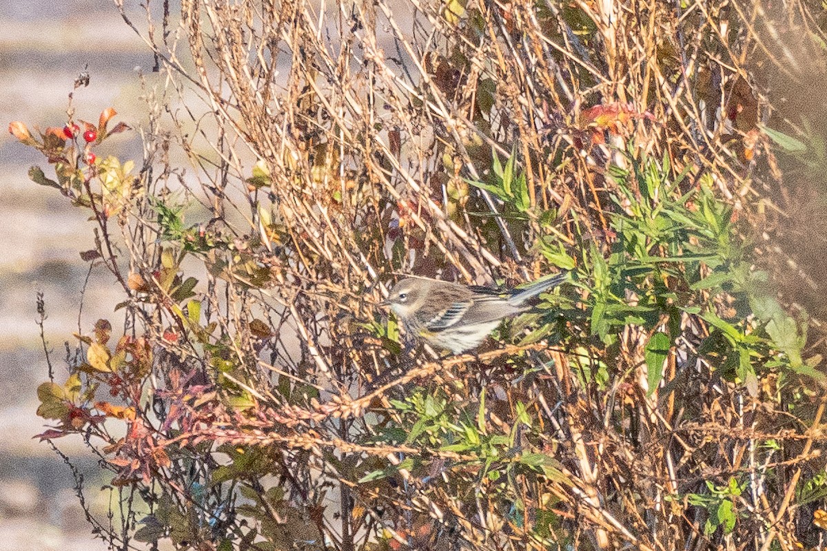 Yellow-rumped Warbler - ML625199957