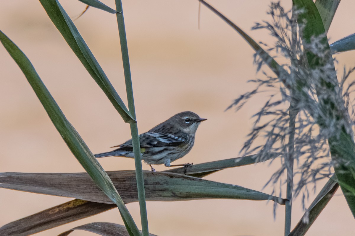 Yellow-rumped Warbler - ML625199958