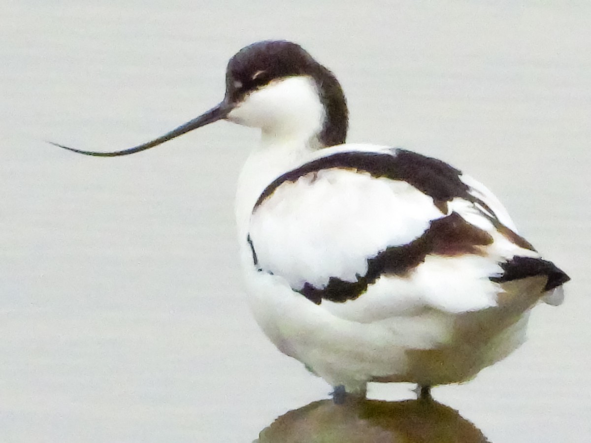 Pied Avocet - ML625199968
