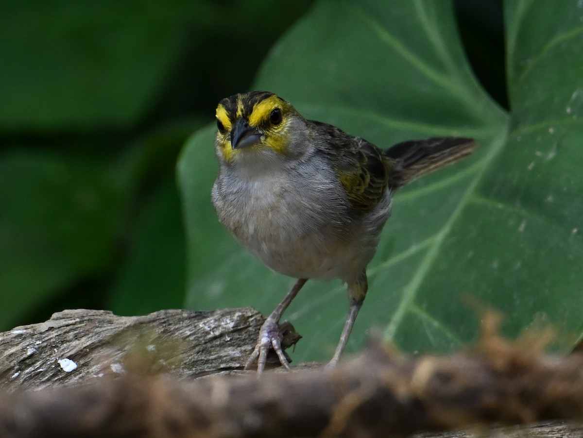 Yellow-browed Sparrow - ML625199983