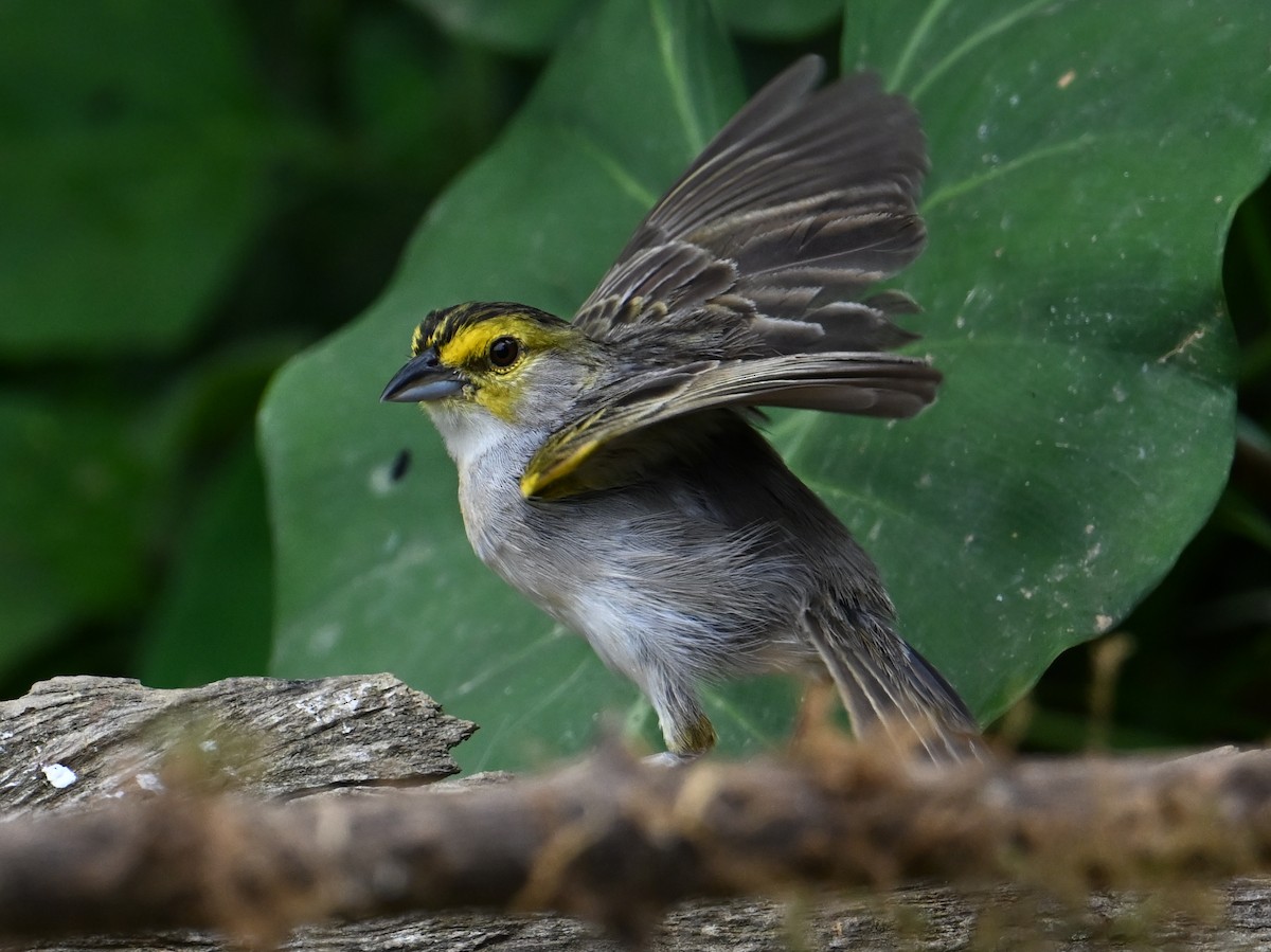 Yellow-browed Sparrow - ML625199984