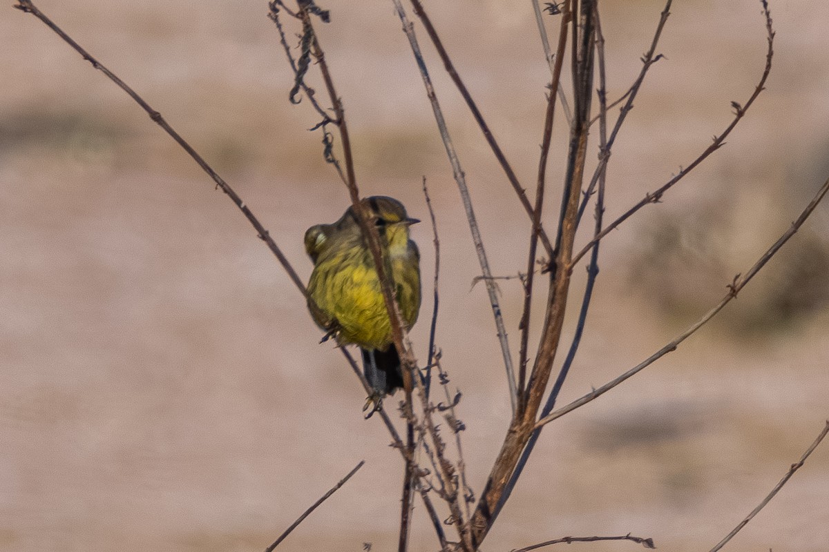 Palm Warbler - ML625199989