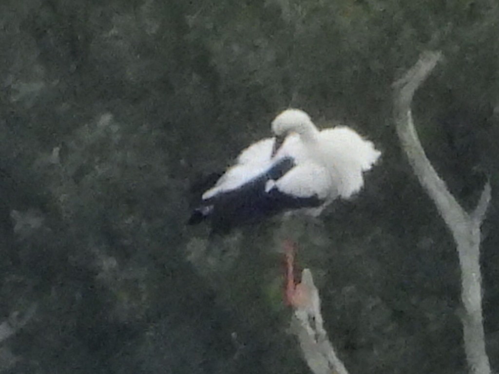 White Stork - ML625200016