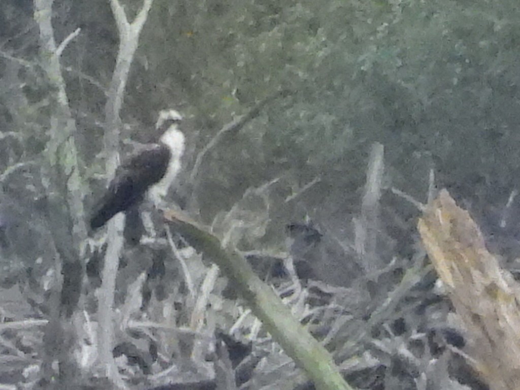 Osprey - ML625200031