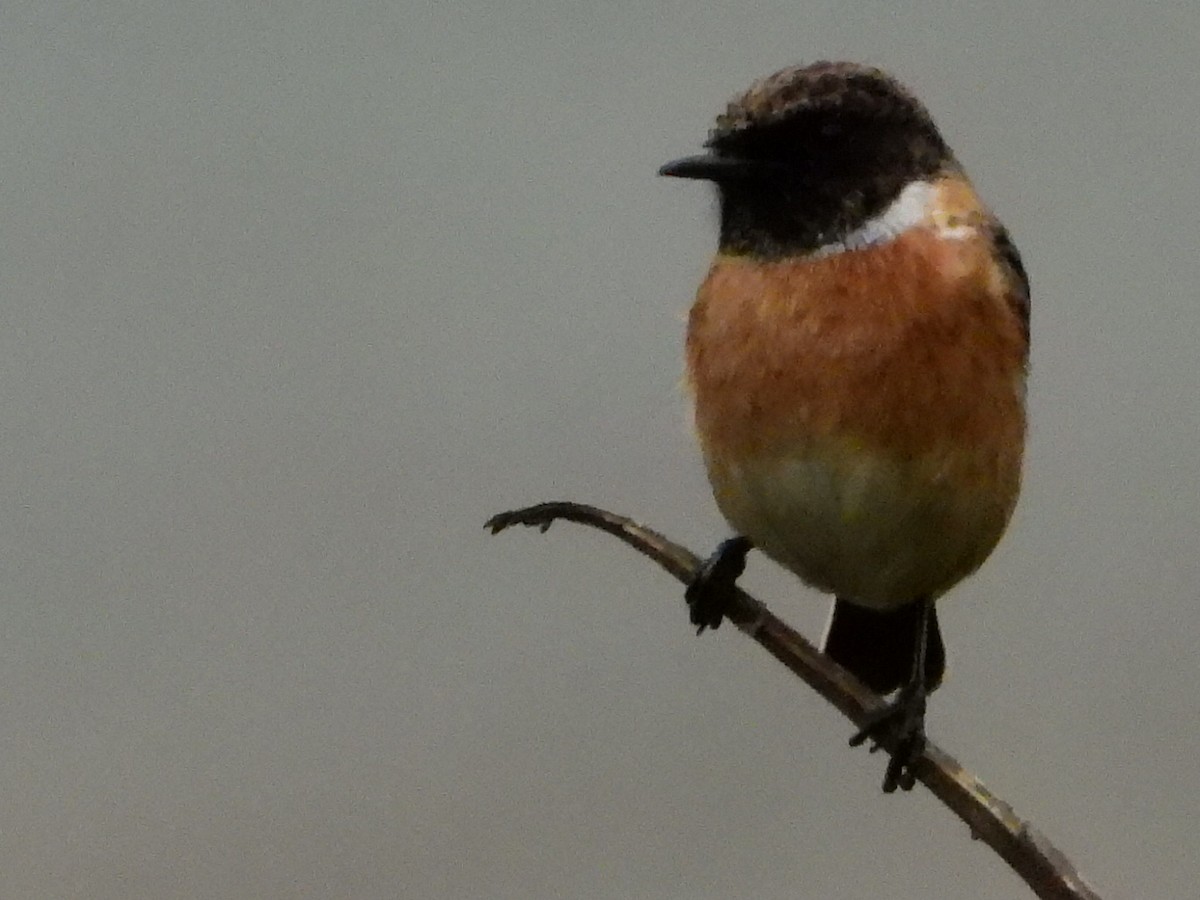 European Stonechat - ML625200036