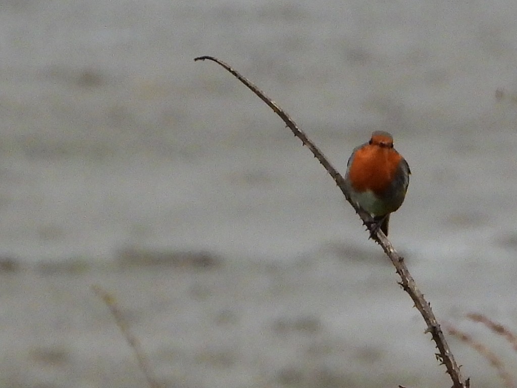 European Robin - ML625200038