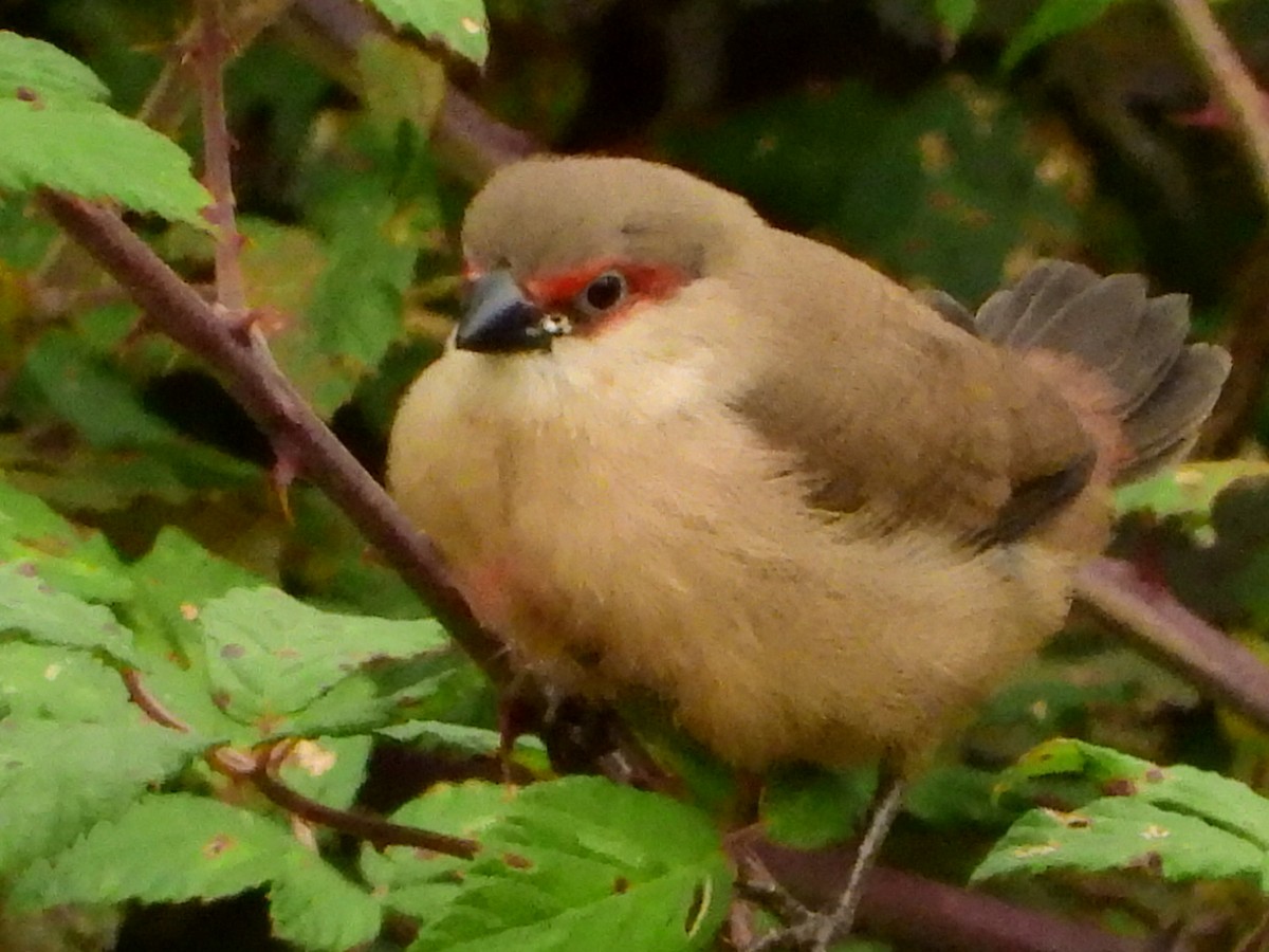 Common Waxbill - ML625200055