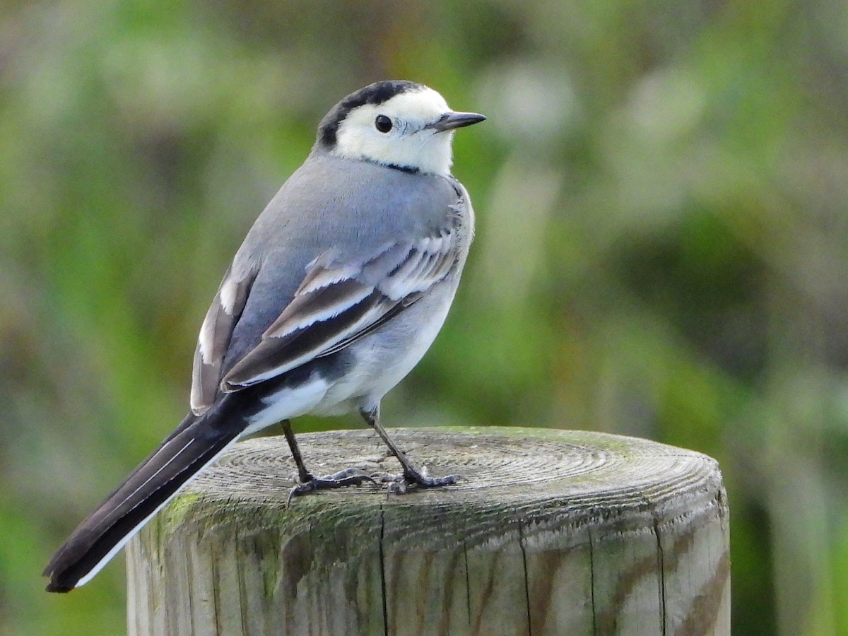 White Wagtail - ML625200061