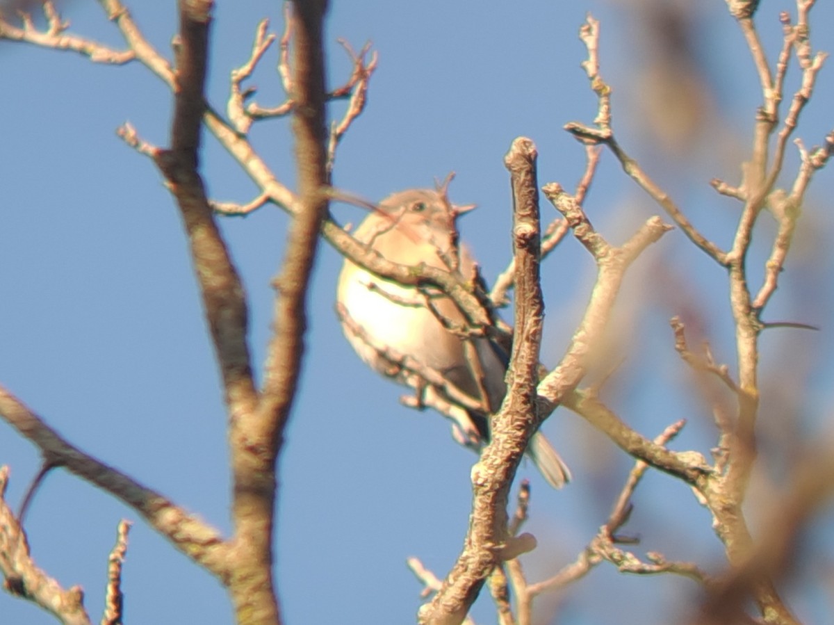 Eastern Bluebird - ML625200151