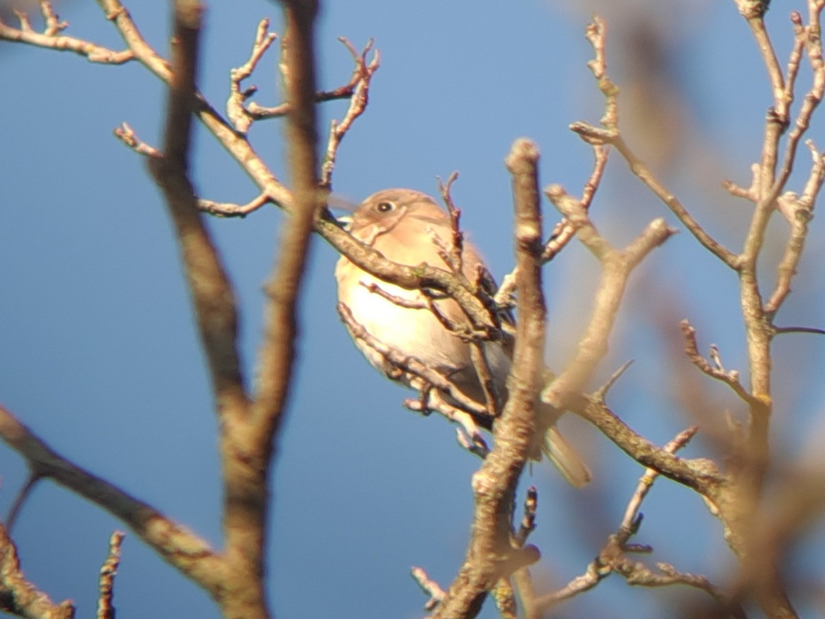 Eastern Bluebird - ML625200152