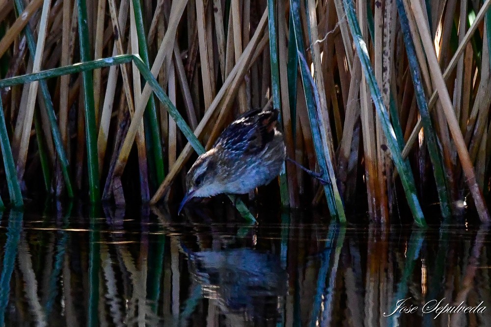 Wren-like Rushbird - ML625200165