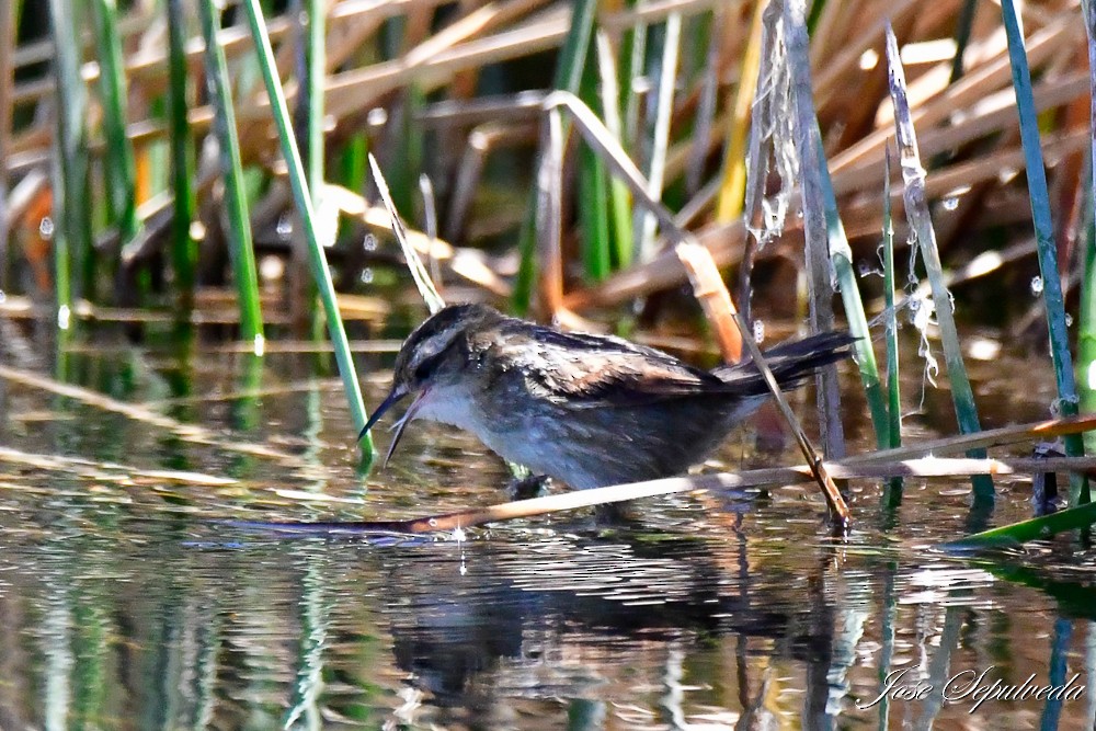 Wren-like Rushbird - ML625200167