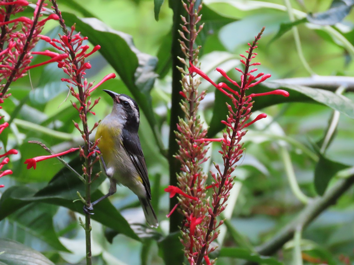 Bananaquit - ML625200173