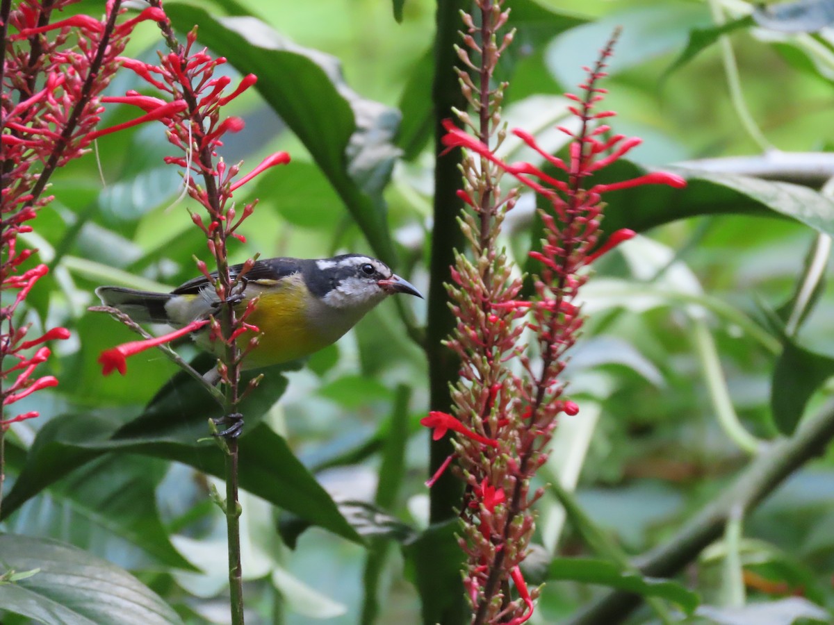 Bananaquit - ML625200174