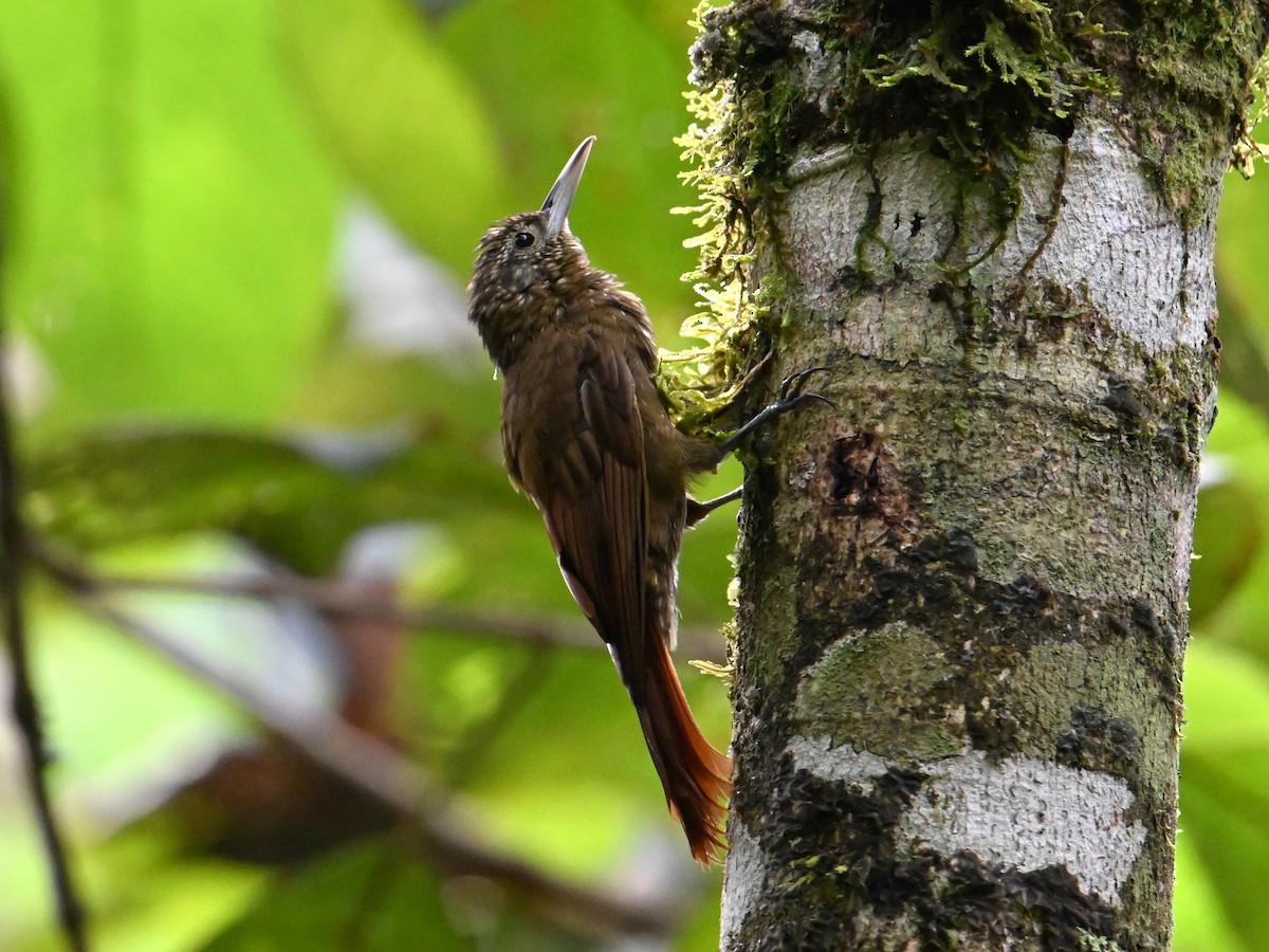 Olive-backed Woodcreeper - ML625200276