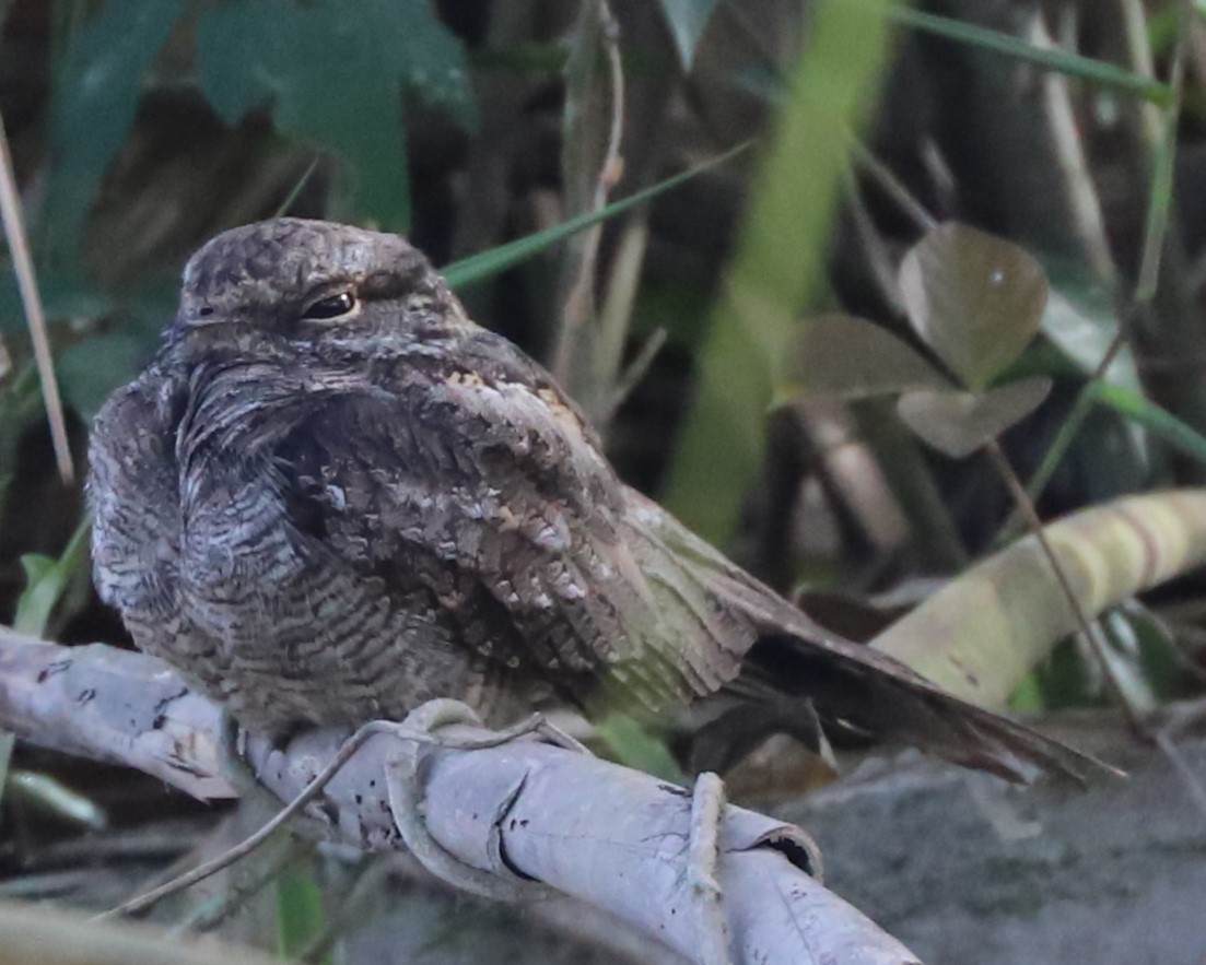 Ladder-tailed Nightjar - ML625200362