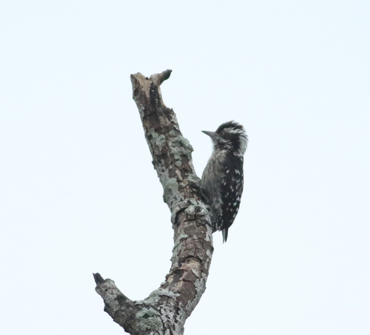 Brown-capped Pygmy Woodpecker - ML625200377