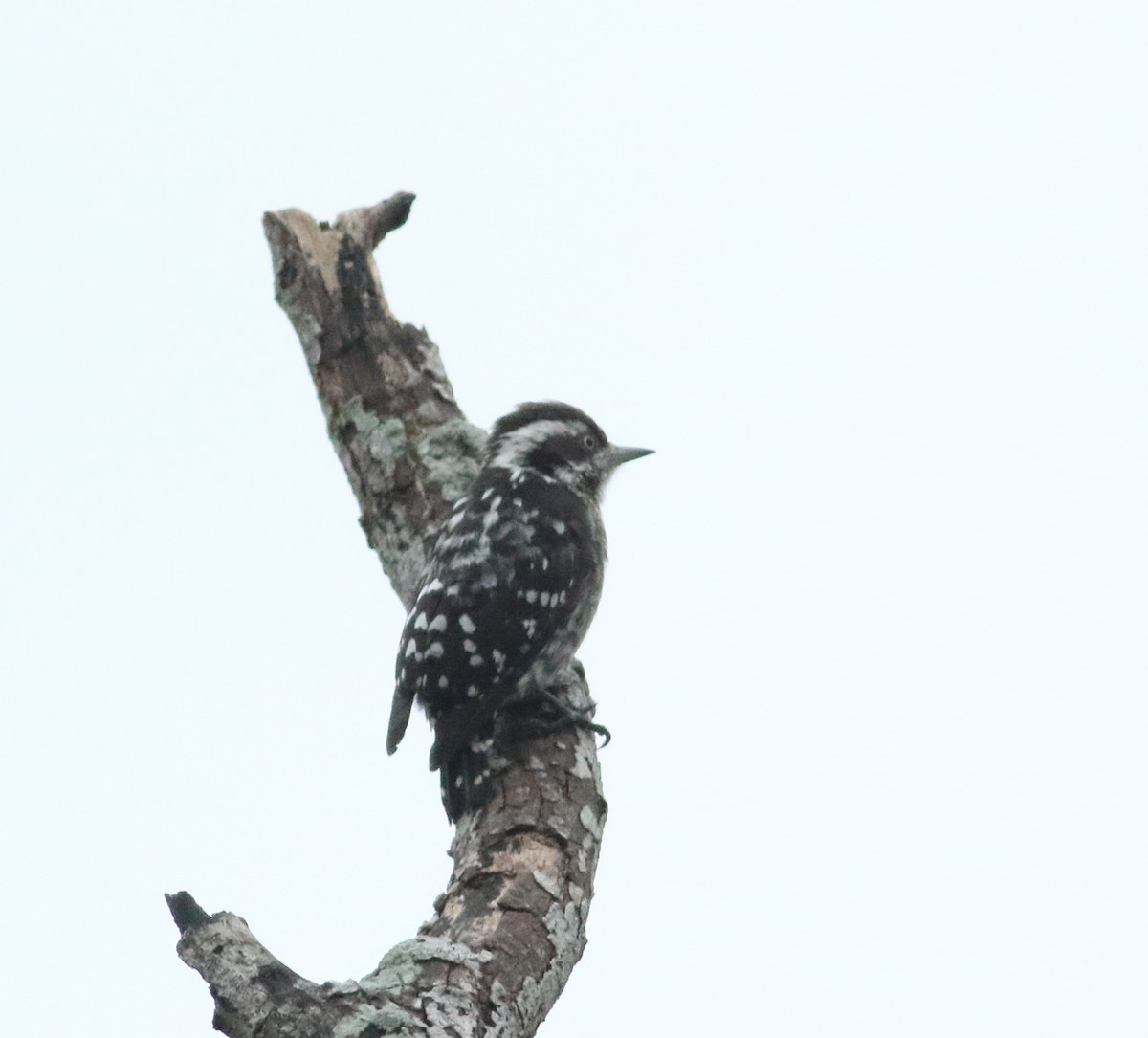 Brown-capped Pygmy Woodpecker - ML625200381