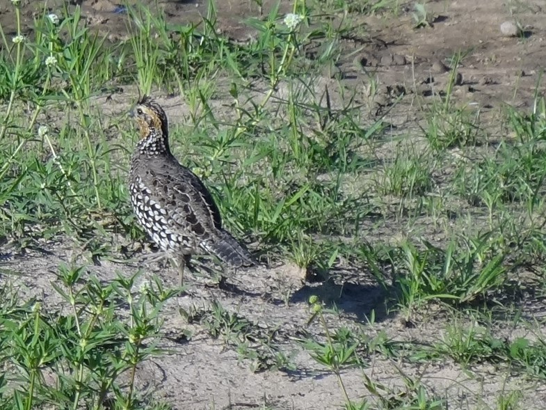 Crested Bobwhite - ML625200500