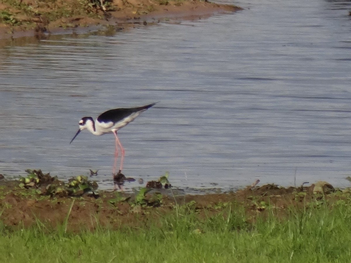 Black-necked Stilt - ML625200508