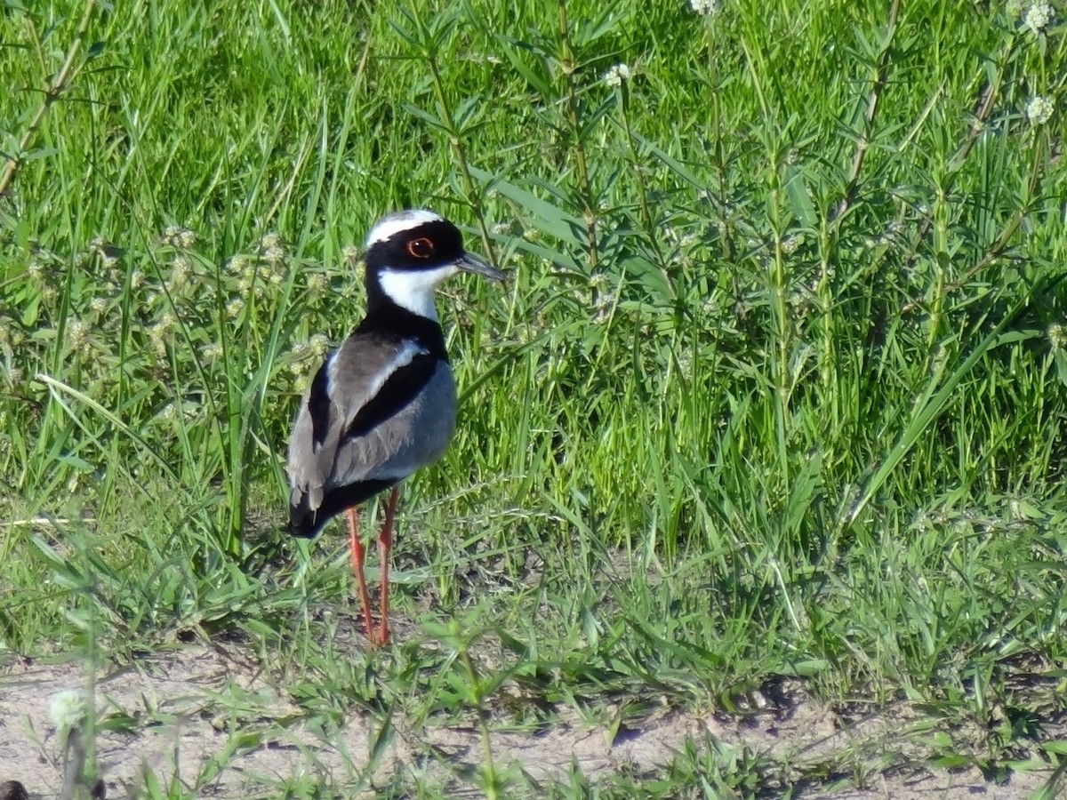 Pied Plover - ML625200515