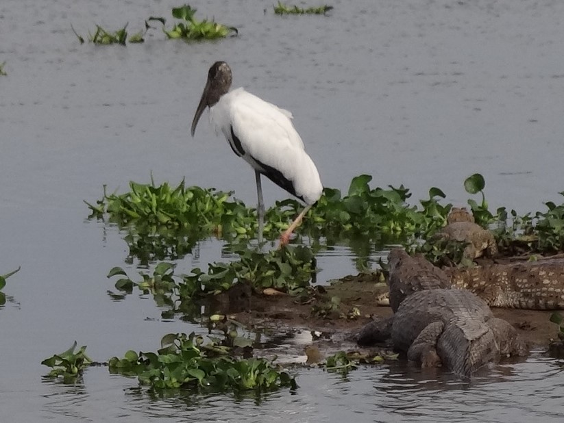 Wood Stork - ML625200527