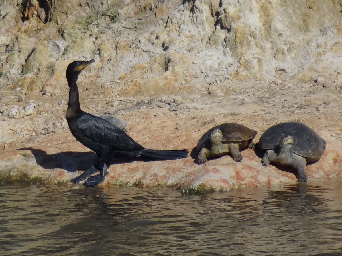 Neotropic Cormorant - ML625200535