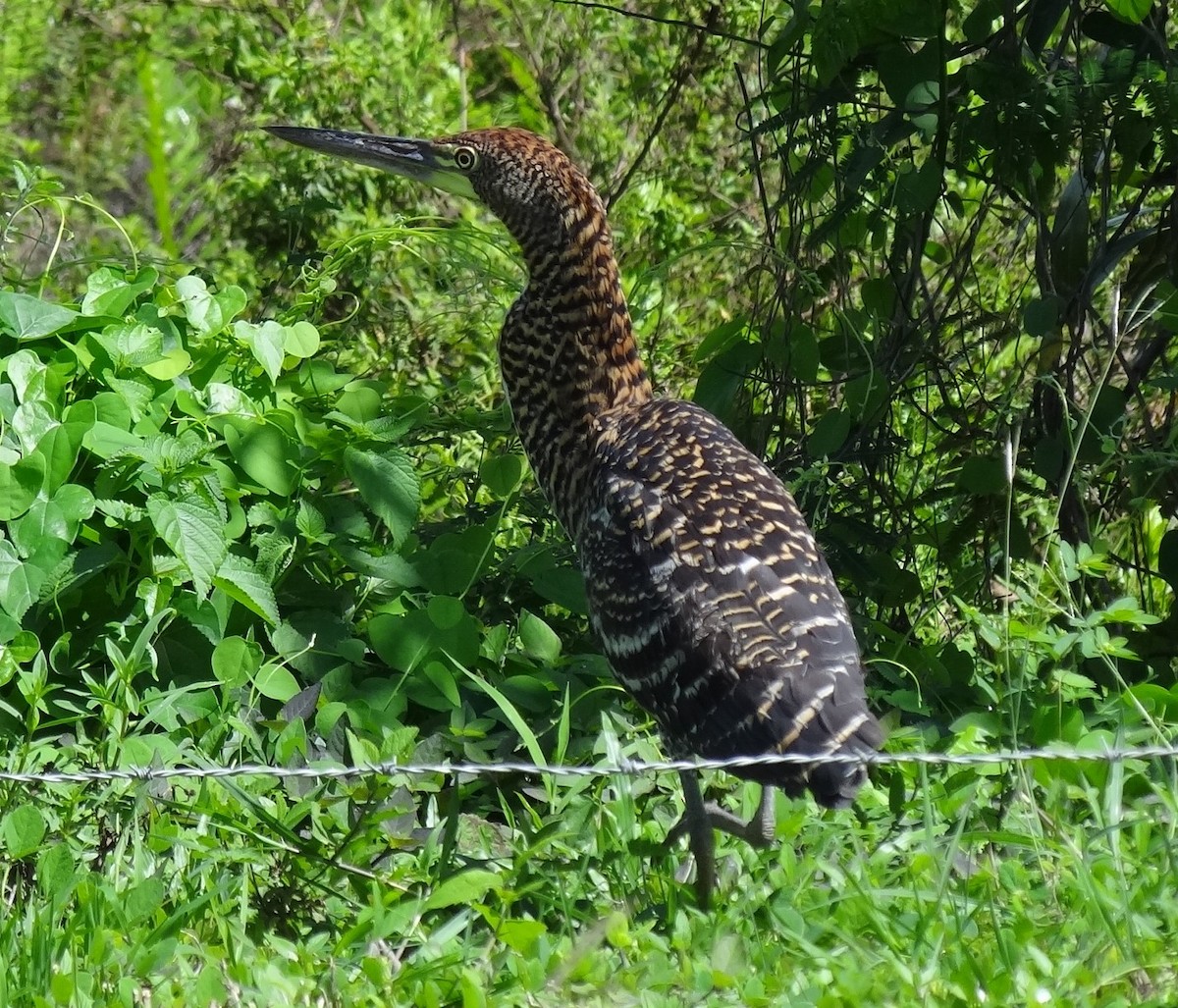 Rufescent Tiger-Heron - ML625200536