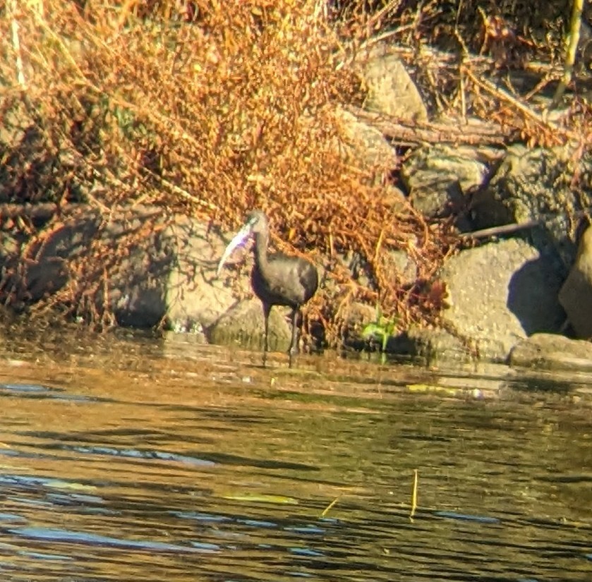 Glossy Ibis - ML625200602