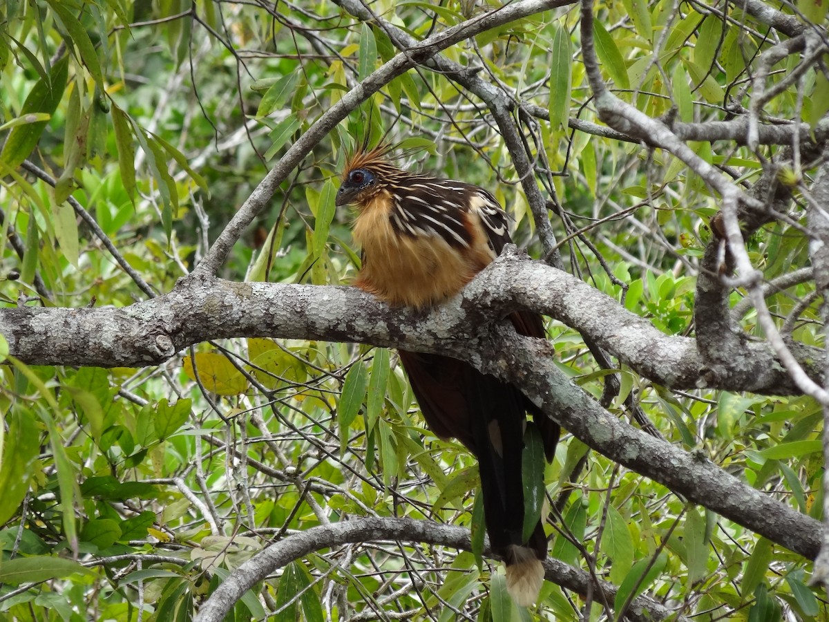 Hoatzin - ML625200608