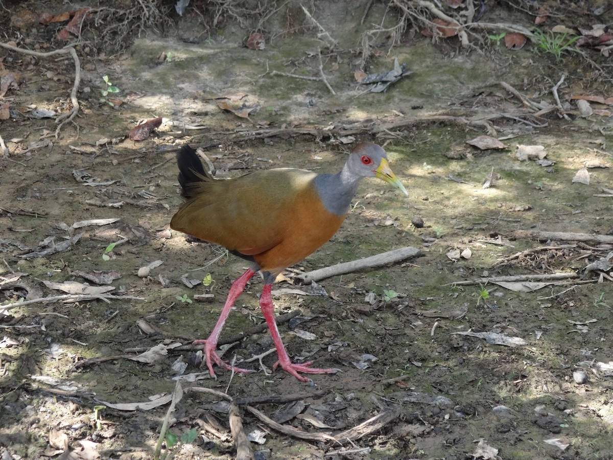 Gray-cowled Wood-Rail - ML625200614