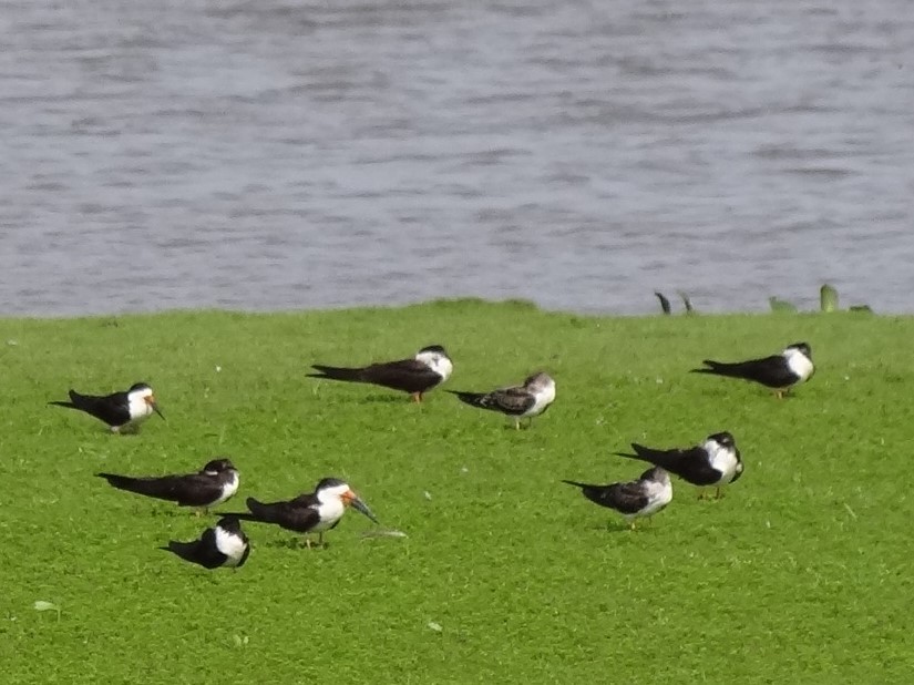 Black Skimmer - ML625200617