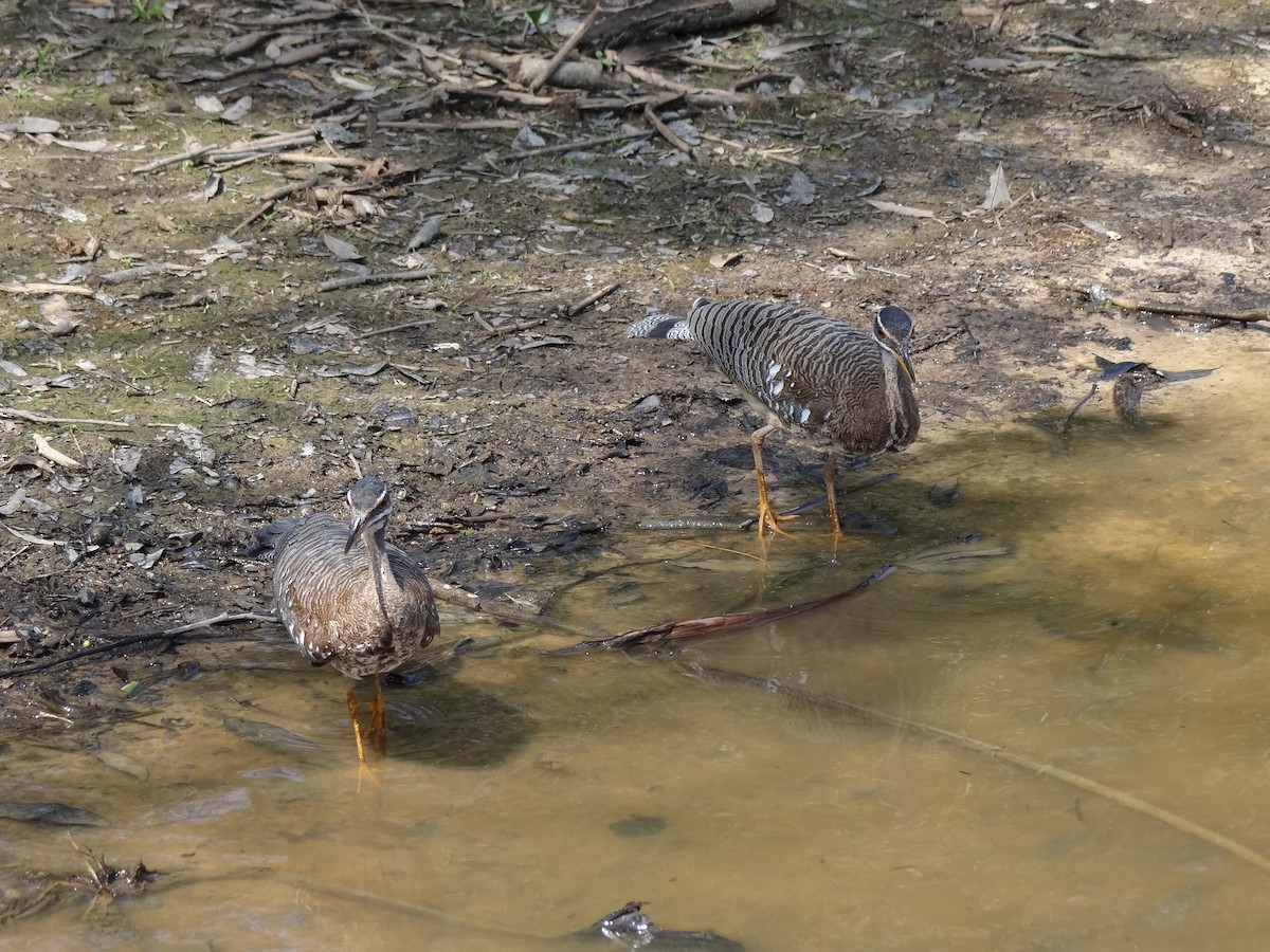 Sunbittern - ML625200634