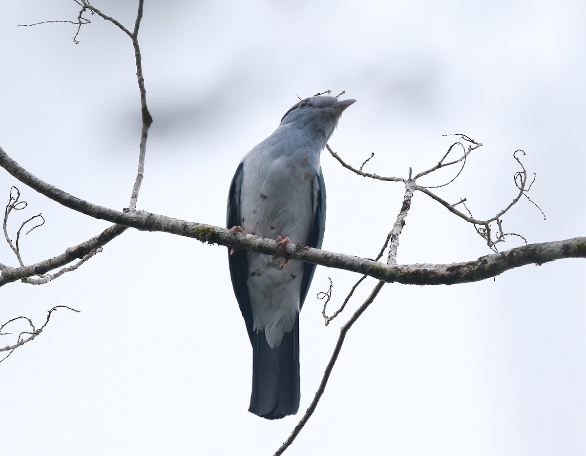 Cuckoo-roller - ML625200637