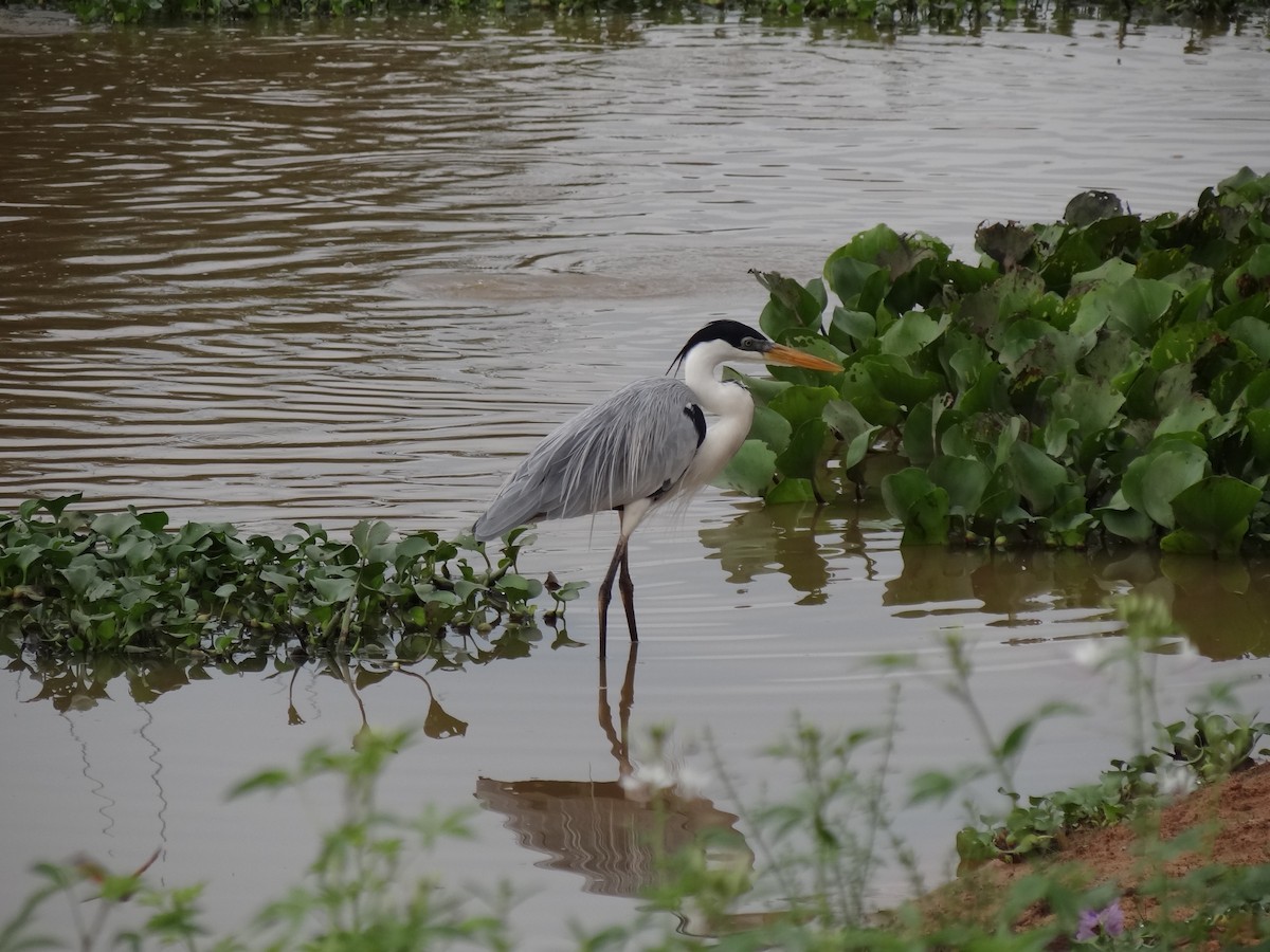 Cocoi Heron - ML625200643