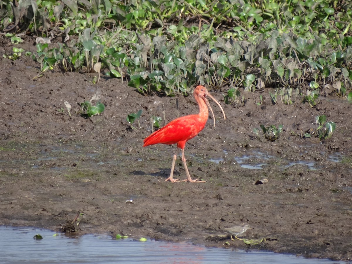 Ibis scarlatto - ML625200653